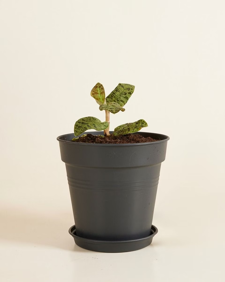 Elho Hagrid Grow Pot (17 cm)