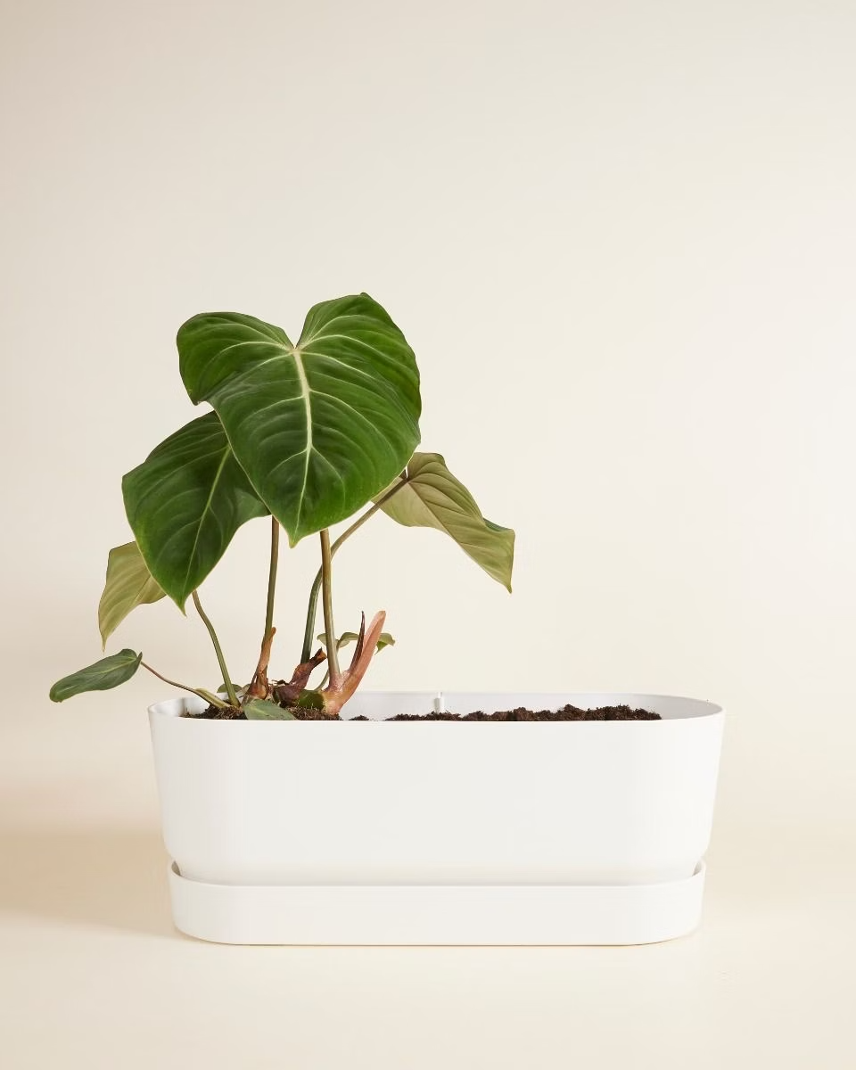 Elho Miles Oval Pot White