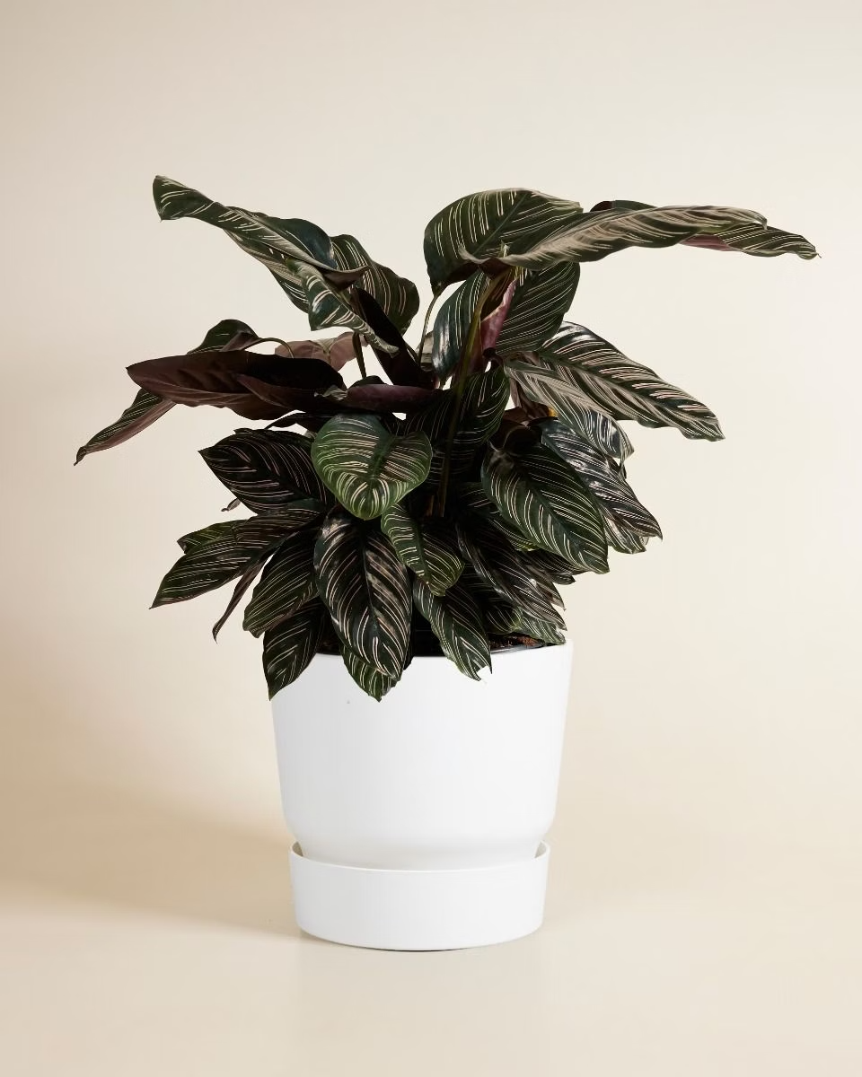 Elho Miles Round Pot White (30 cm)