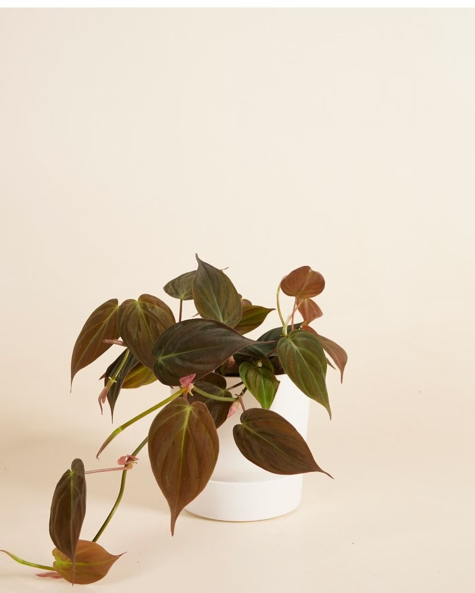 Elho Miles Round Pot White (13 cm)