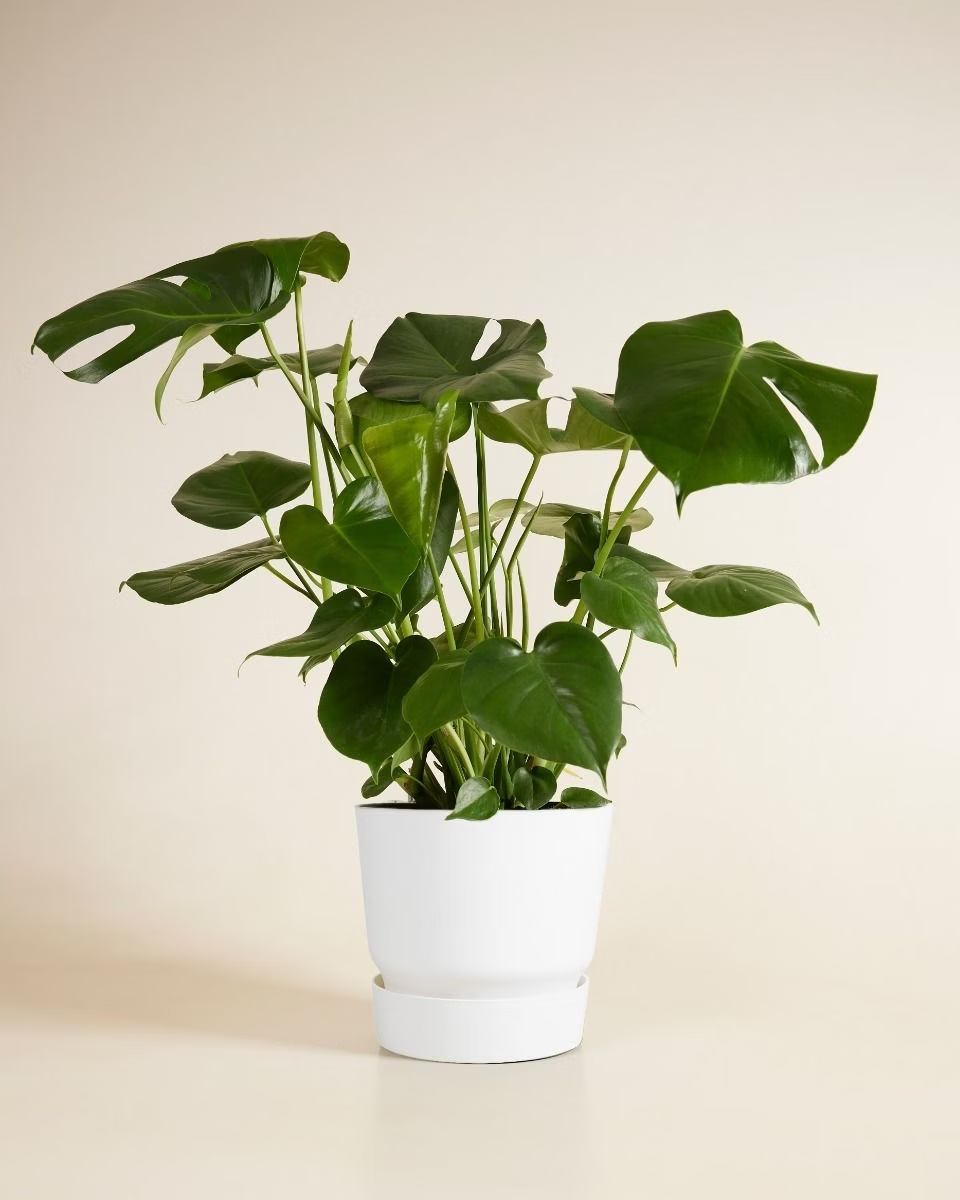 Elho Miles Round Pot White (25 cm)