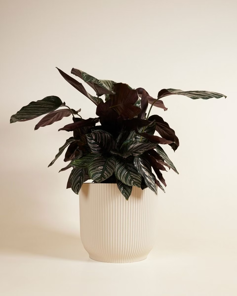 Elho Vick Pot White (30 cm)