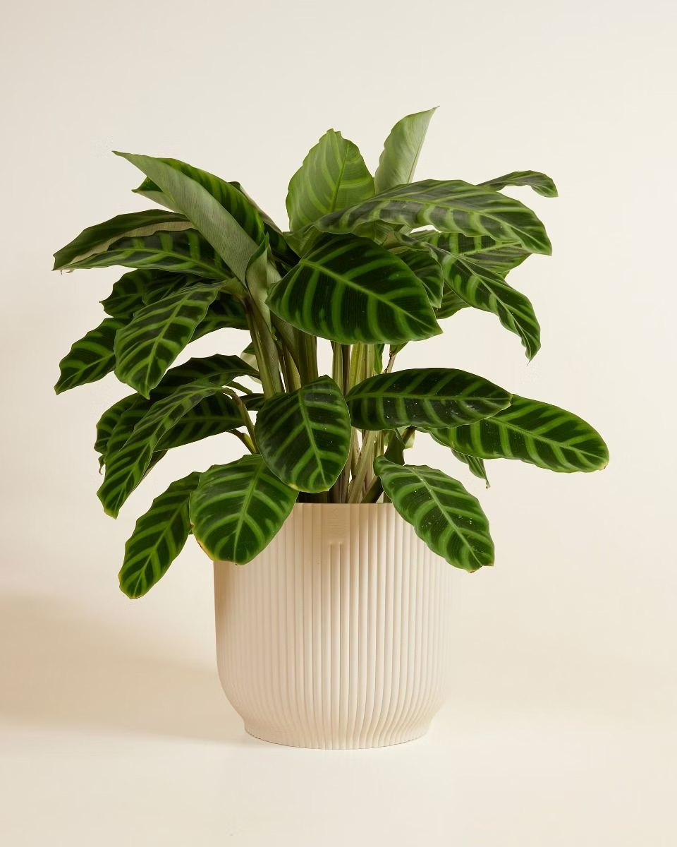 Elho Vick Pot White (25 cm)