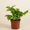 Epipremnum Aureum (Golden Pothos)