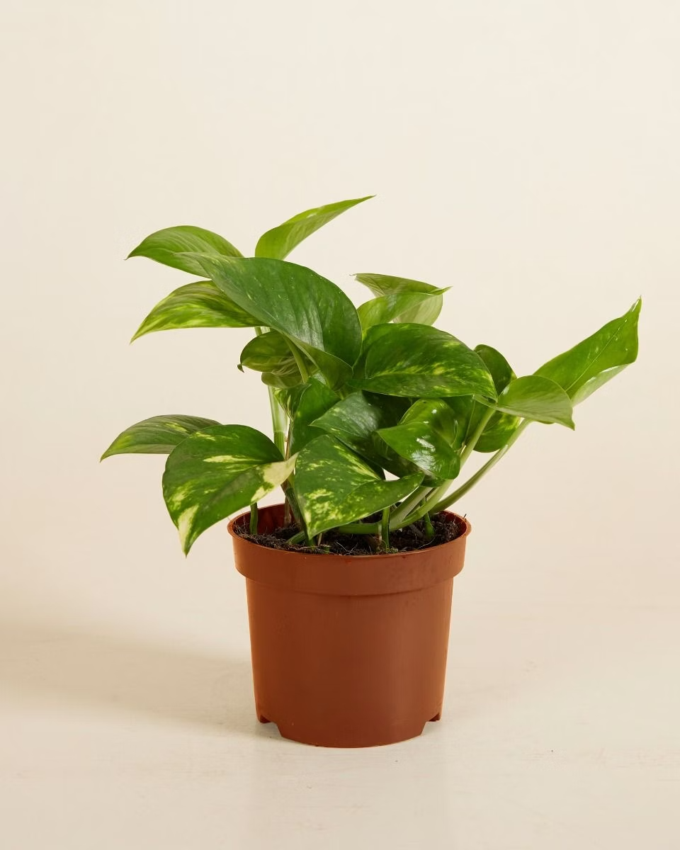 Epipremnum Aureum (Golden Pothos)