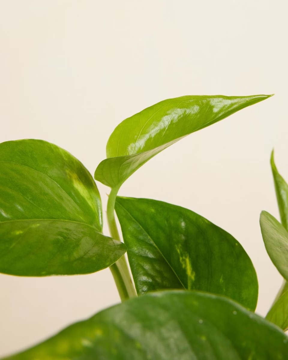 Epipremnum Aureum (Golden Pothos)