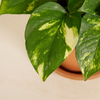Epipremnum Aureum (Golden Pothos)