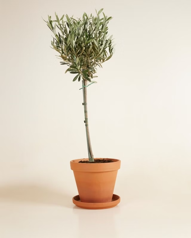 Olea Europaea نبتة الزيتون