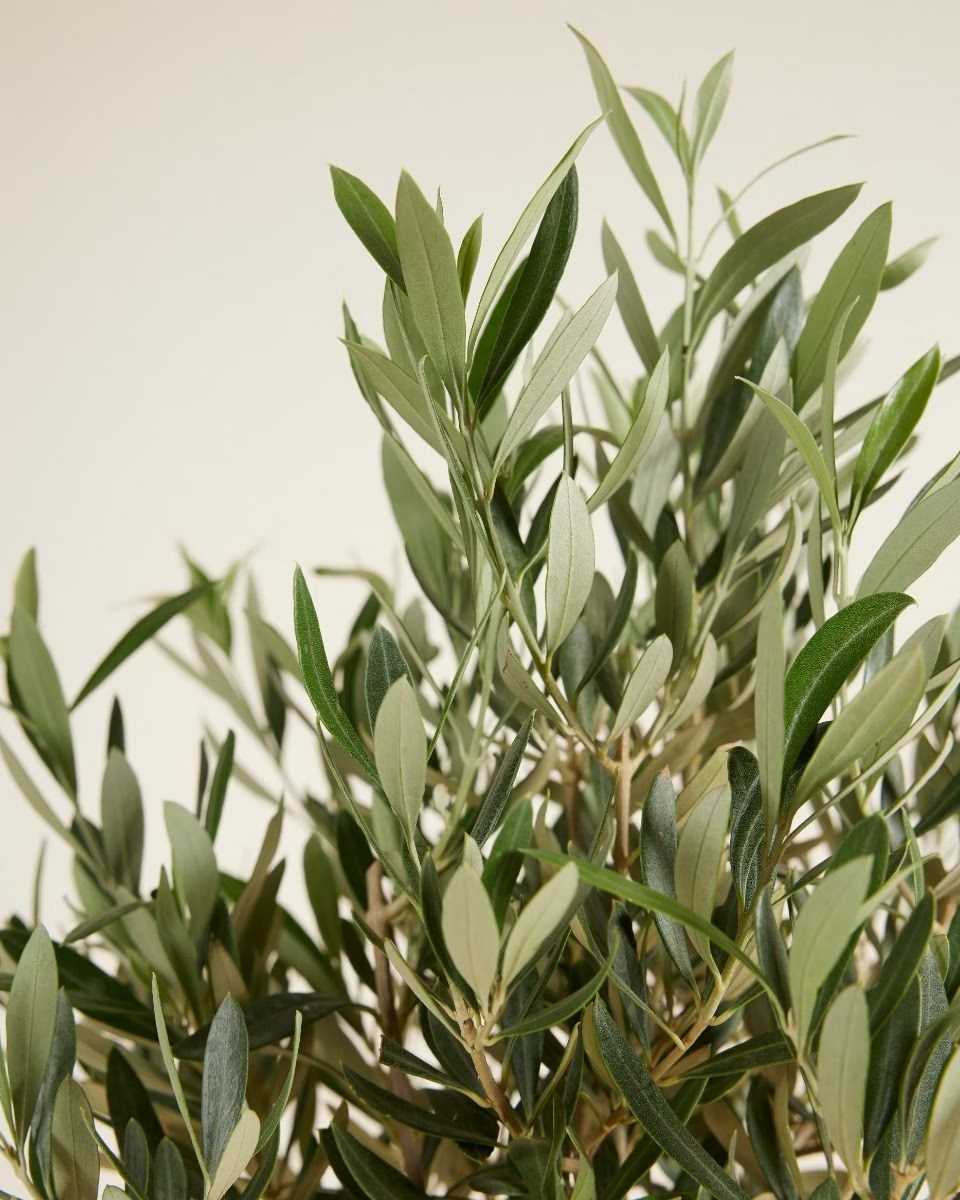 Olea Europaea نبتة الزيتون
