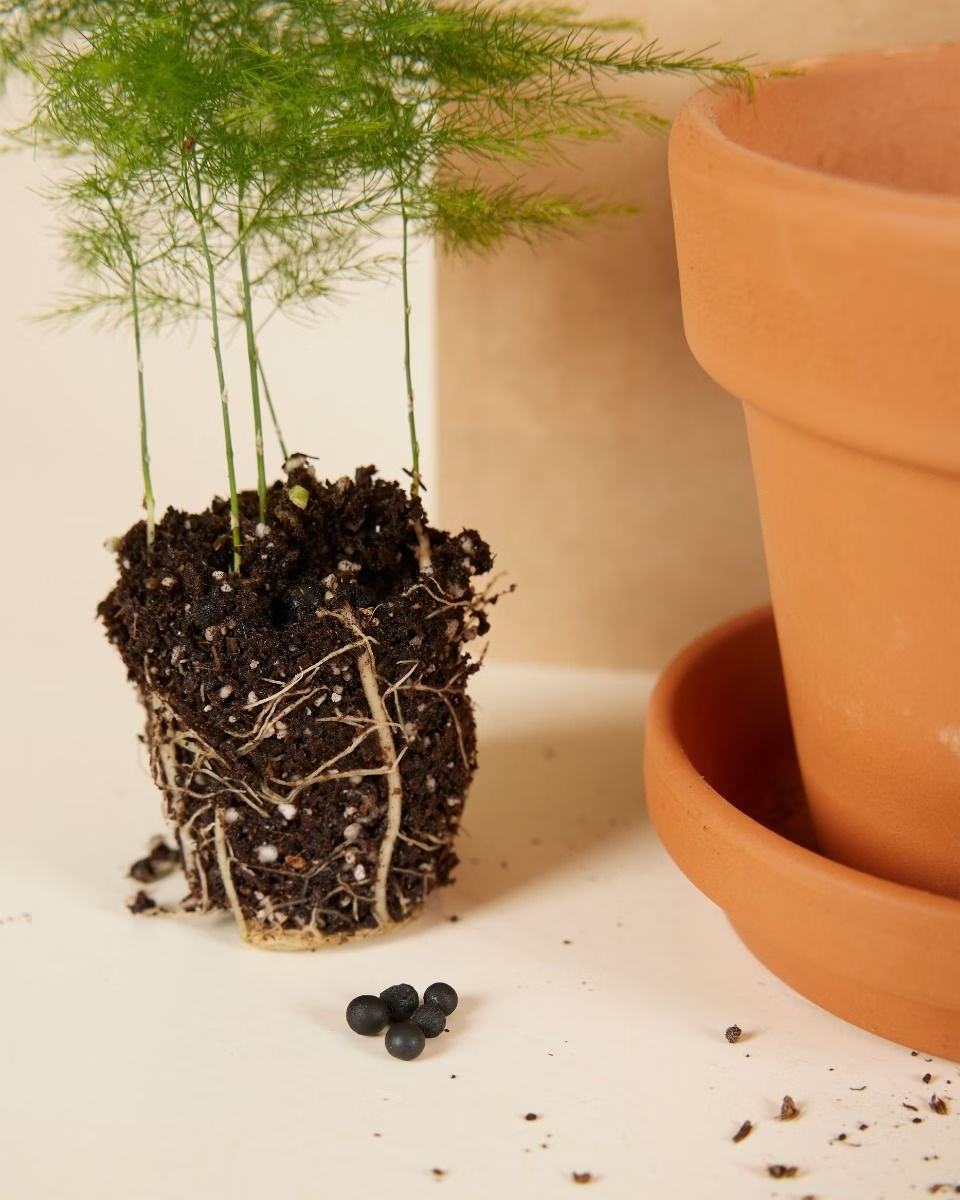 Baby Asparagus Fern Seeds (Sparrow Grass)