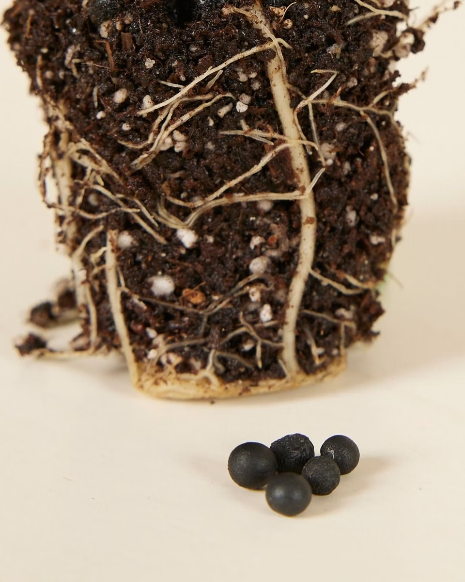 Baby Asparagus Fern Seeds (Sparrow Grass)