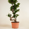 Ficus Ginseng