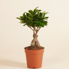 Ficus Ginseng