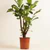 Ficus Lyrata Branched (Fiddle Leaf Fig)