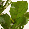 Ficus Lyrata Branched (Fiddle Leaf Fig)