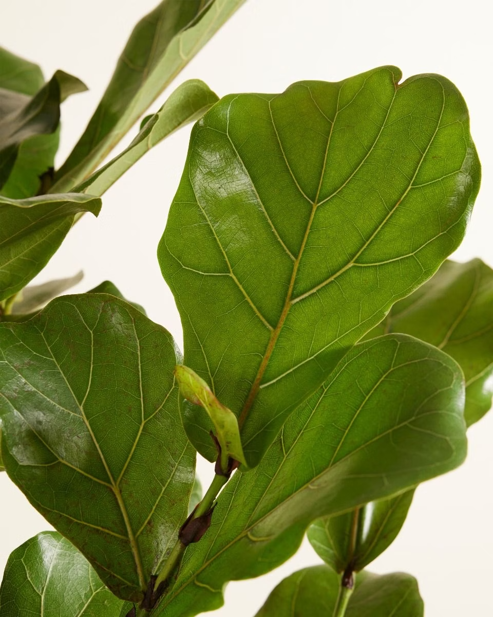 ficus lyrata vs fiddle leaf fig Ficus Lyrata Branched (Fiddle Leaf Fig) – NABAT