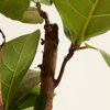 Ficus Lyrata Branched (Fiddle Leaf Fig)