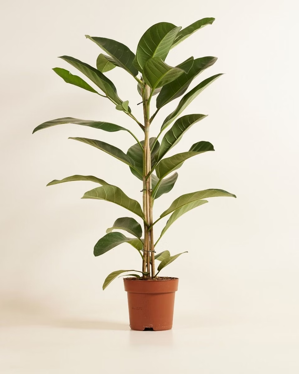 Ficus Roy (Banyan fig)