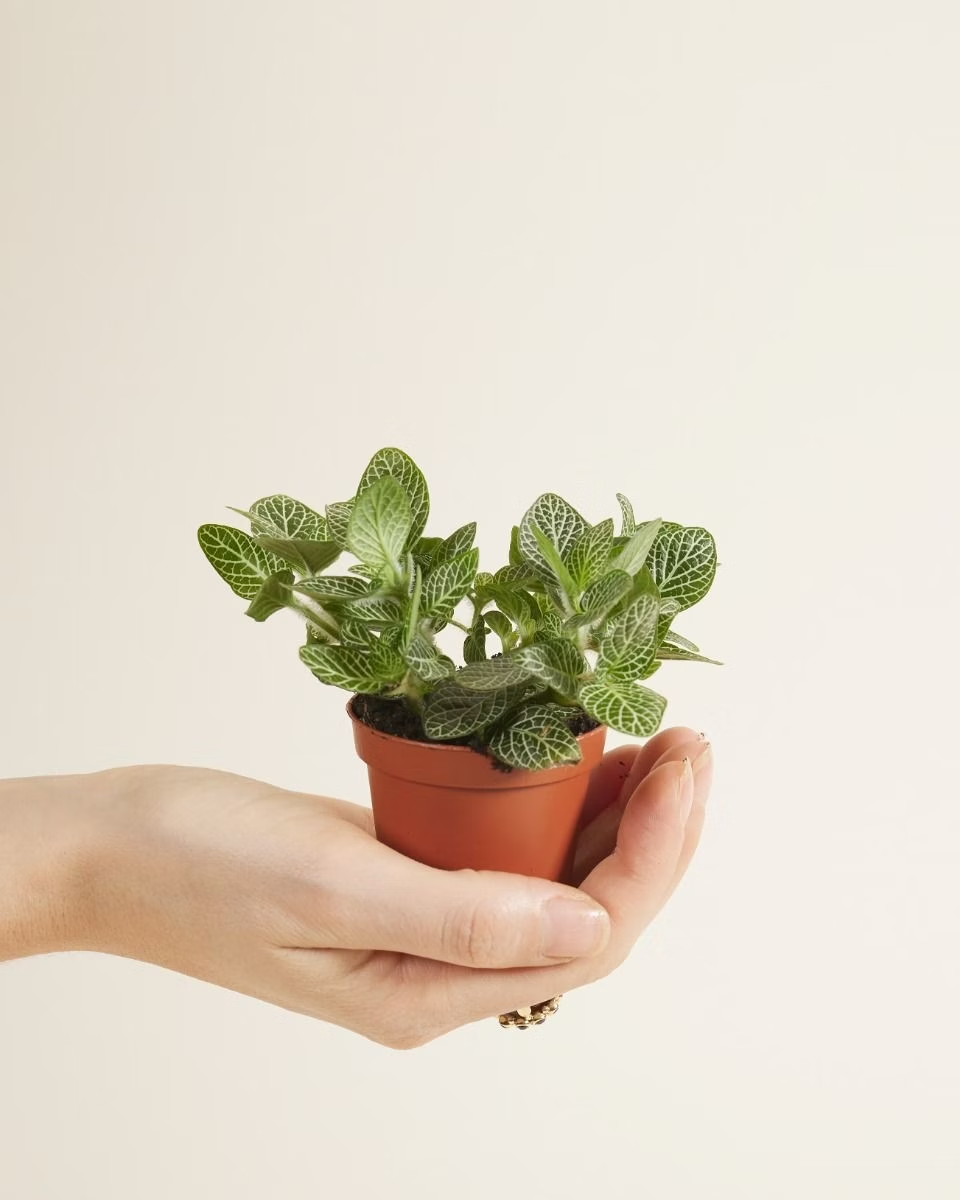 Baby Fittonia Verschaffeltii (Nerve plant)
