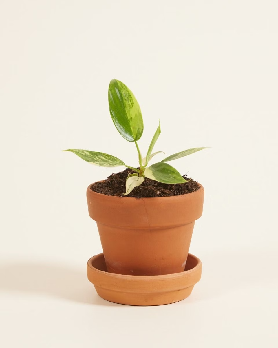 Baby Philodendron Florida Beauty فيلوديندرون فاريغيتد