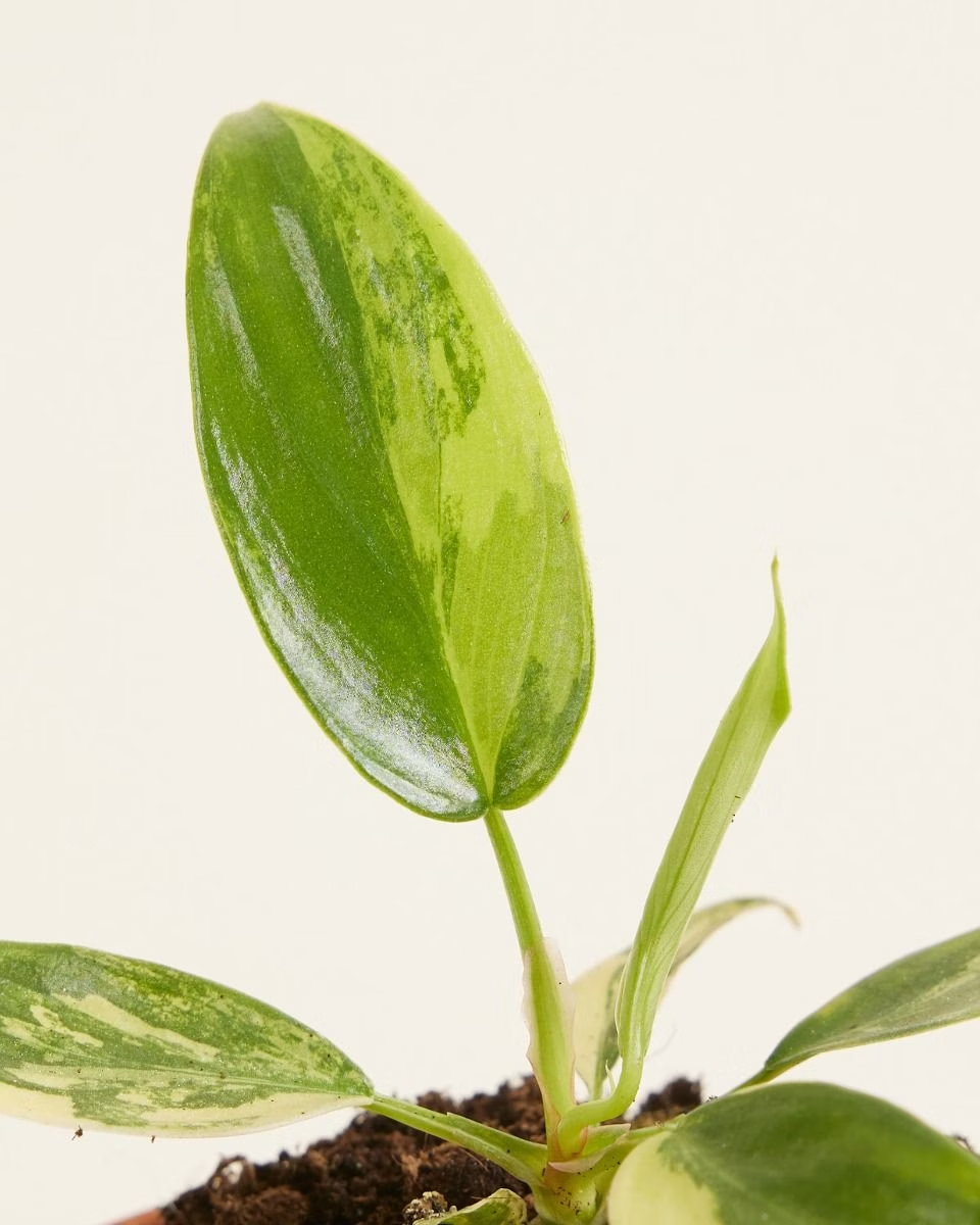 Baby Philodendron Florida Beauty فيلوديندرون فاريغيتد