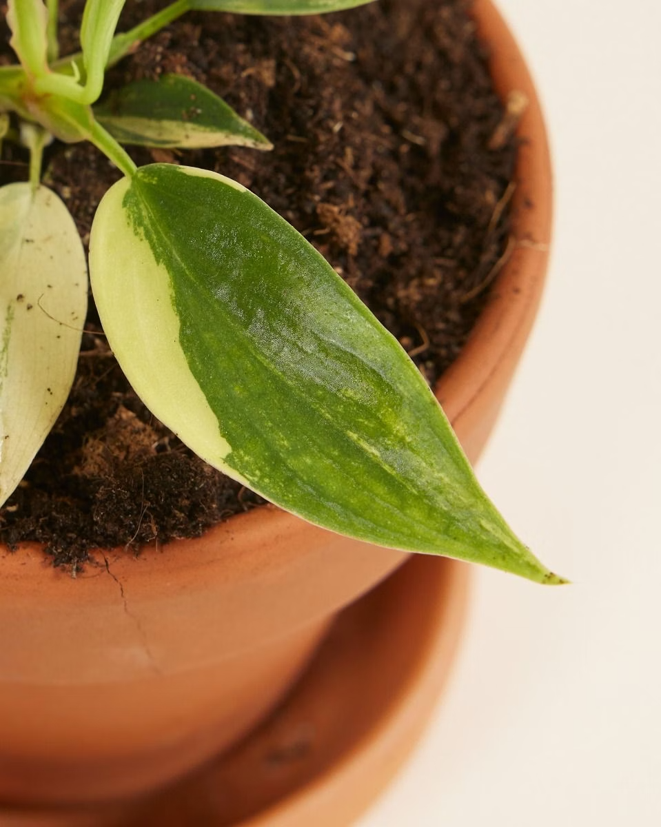 Baby Philodendron Florida Beauty فيلوديندرون فاريغيتد