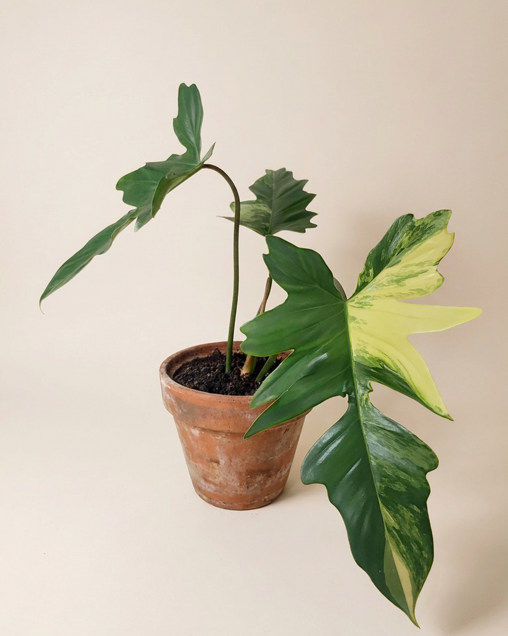 Philodendron FB x Mayoi فيلوديندرون فاريغيتد