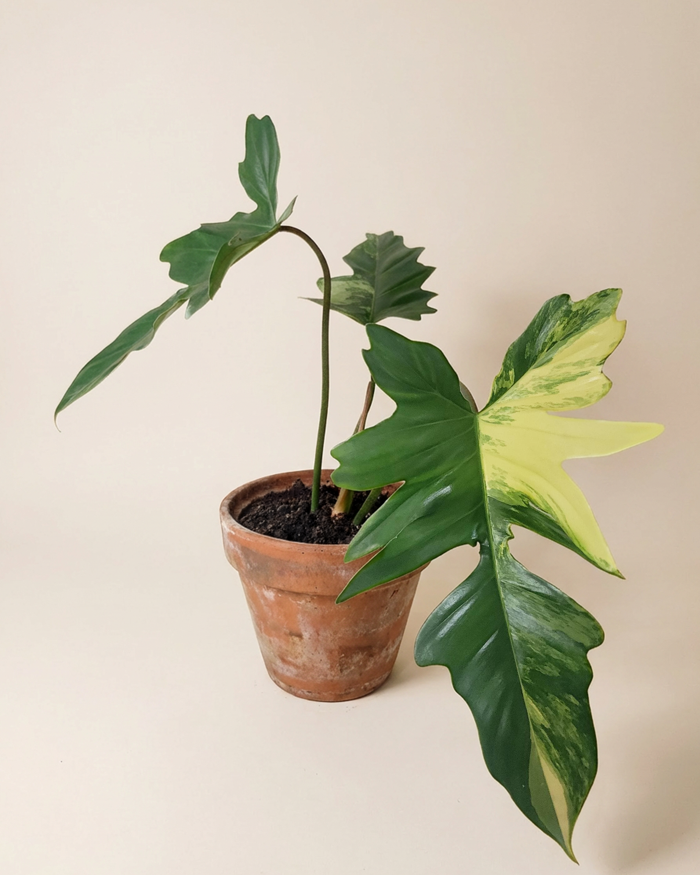 Philodendron FB x Mayoi فيلوديندرون فاريغيتد