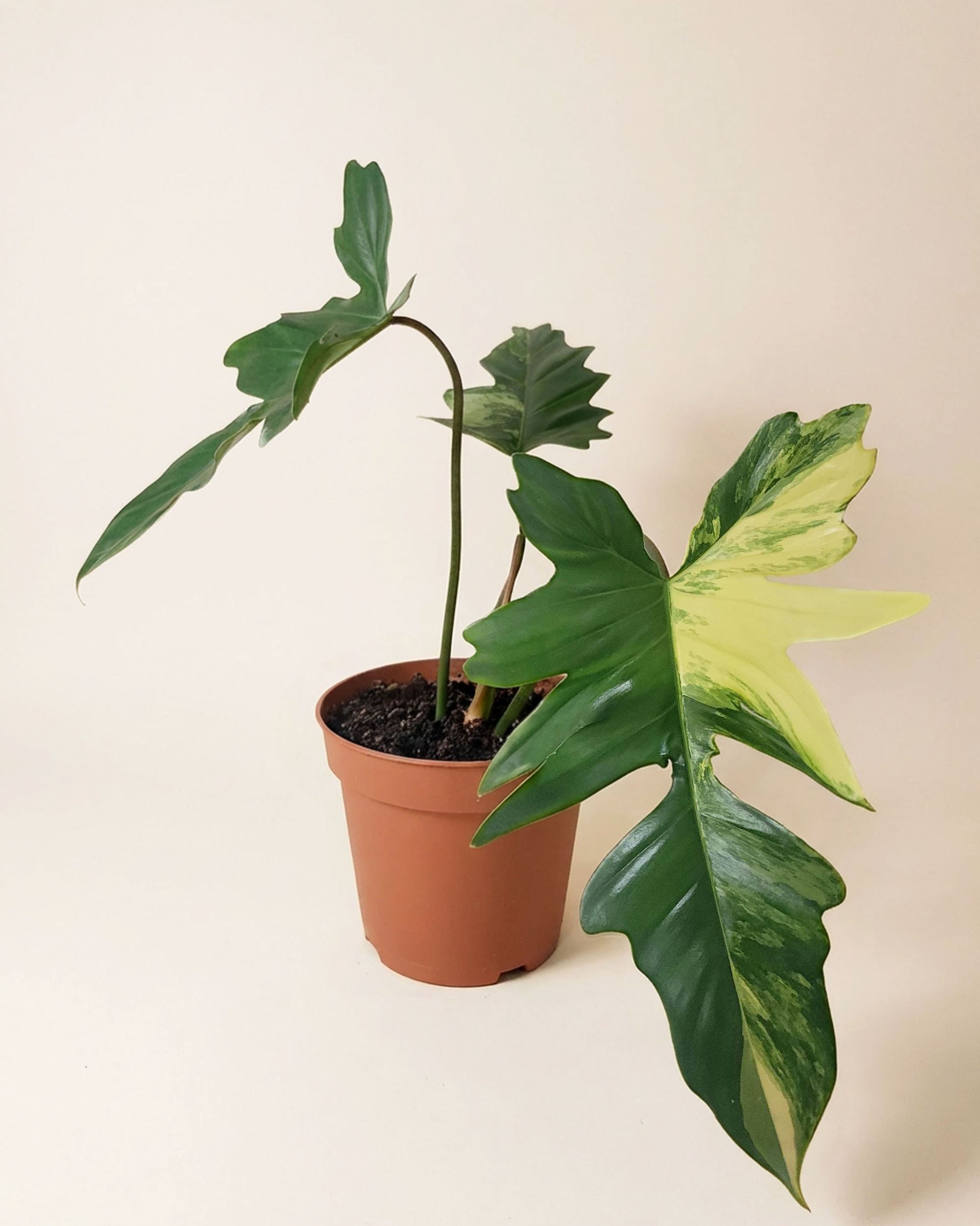 Philodendron FB x Mayoi فيلوديندرون فاريغيتد