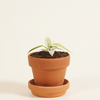 Baby Philodendron Florida Ghost