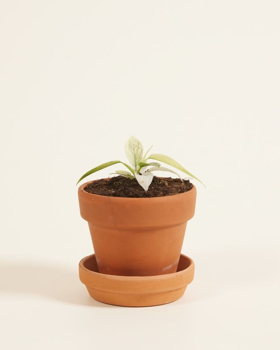 Baby Philodendron Florida Ghost فيلوديندرون