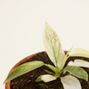 Baby Philodendron Florida Ghost