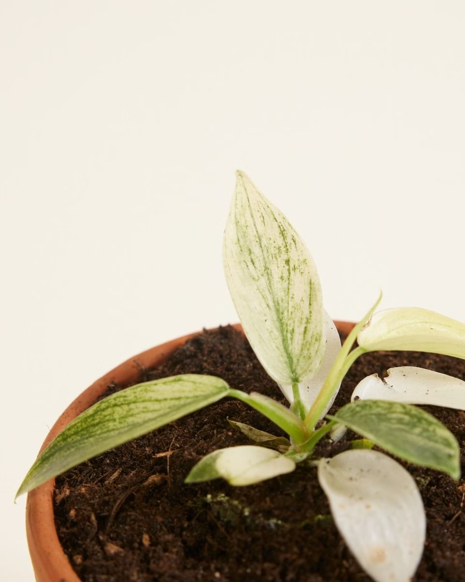 Baby Philodendron Florida Ghost فيلوديندرون