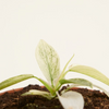 Baby Philodendron Florida Ghost