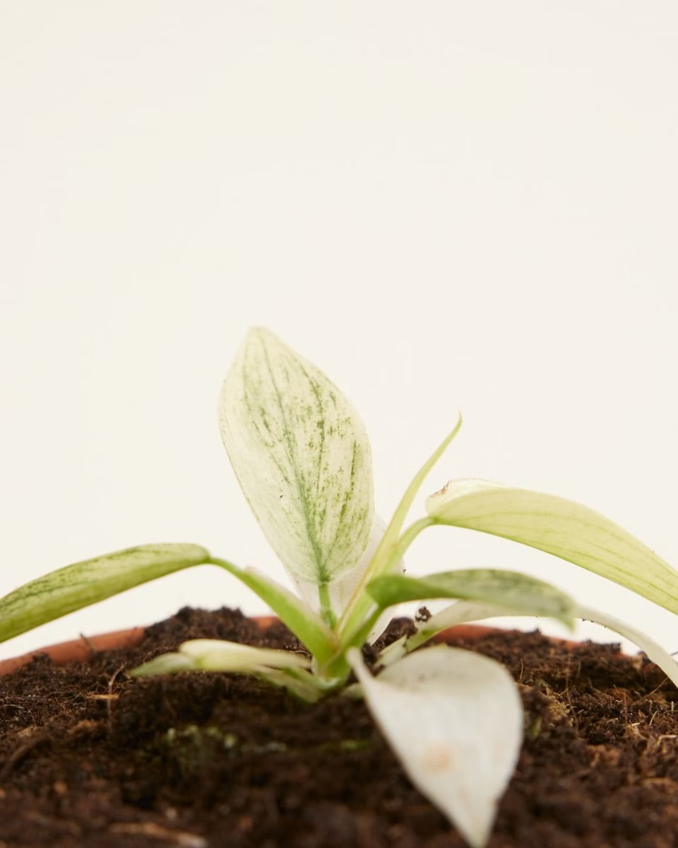 Baby Philodendron Florida Ghost فيلوديندرون