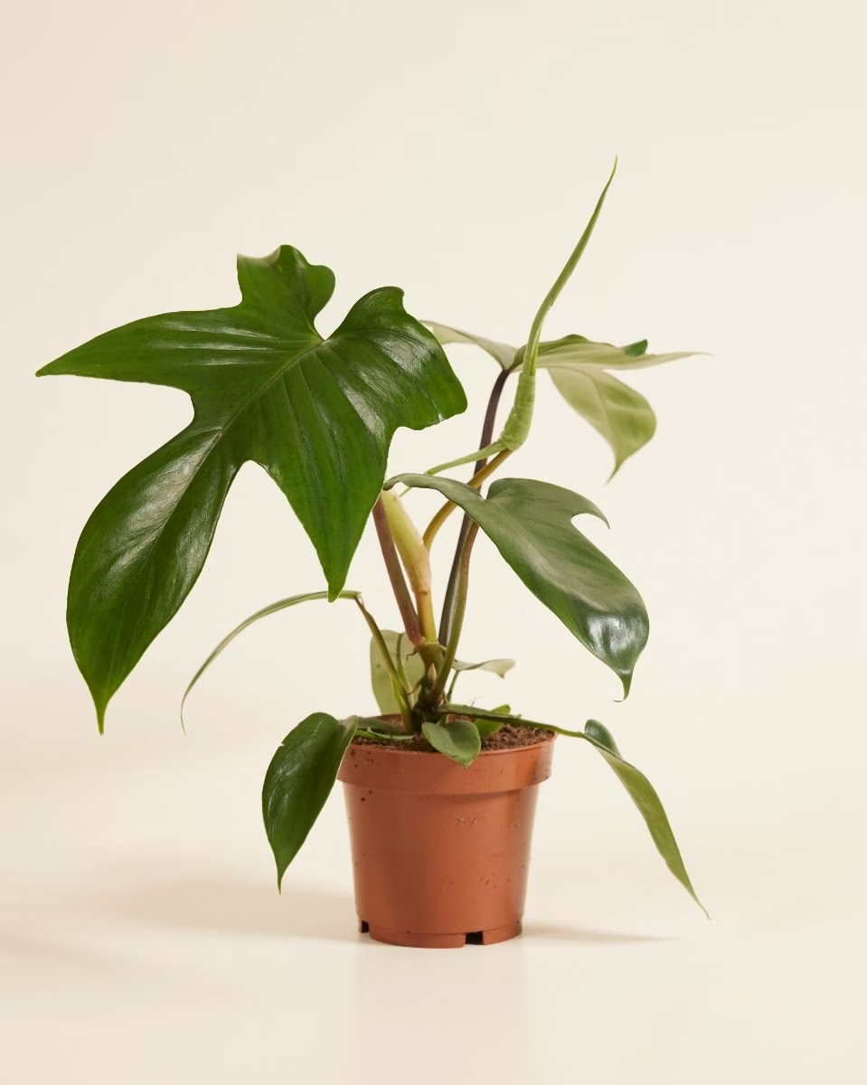 Philodendron Florida Green فيلوديندرون فلوريدا