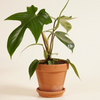 Philodendron Florida Green فيلوديندرون فلوريدا