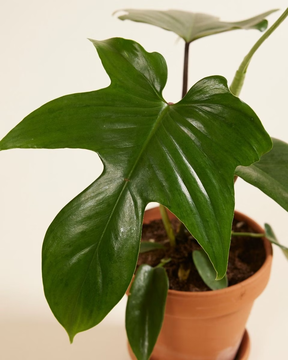 Philodendron Florida Green فيلوديندرون فلوريدا