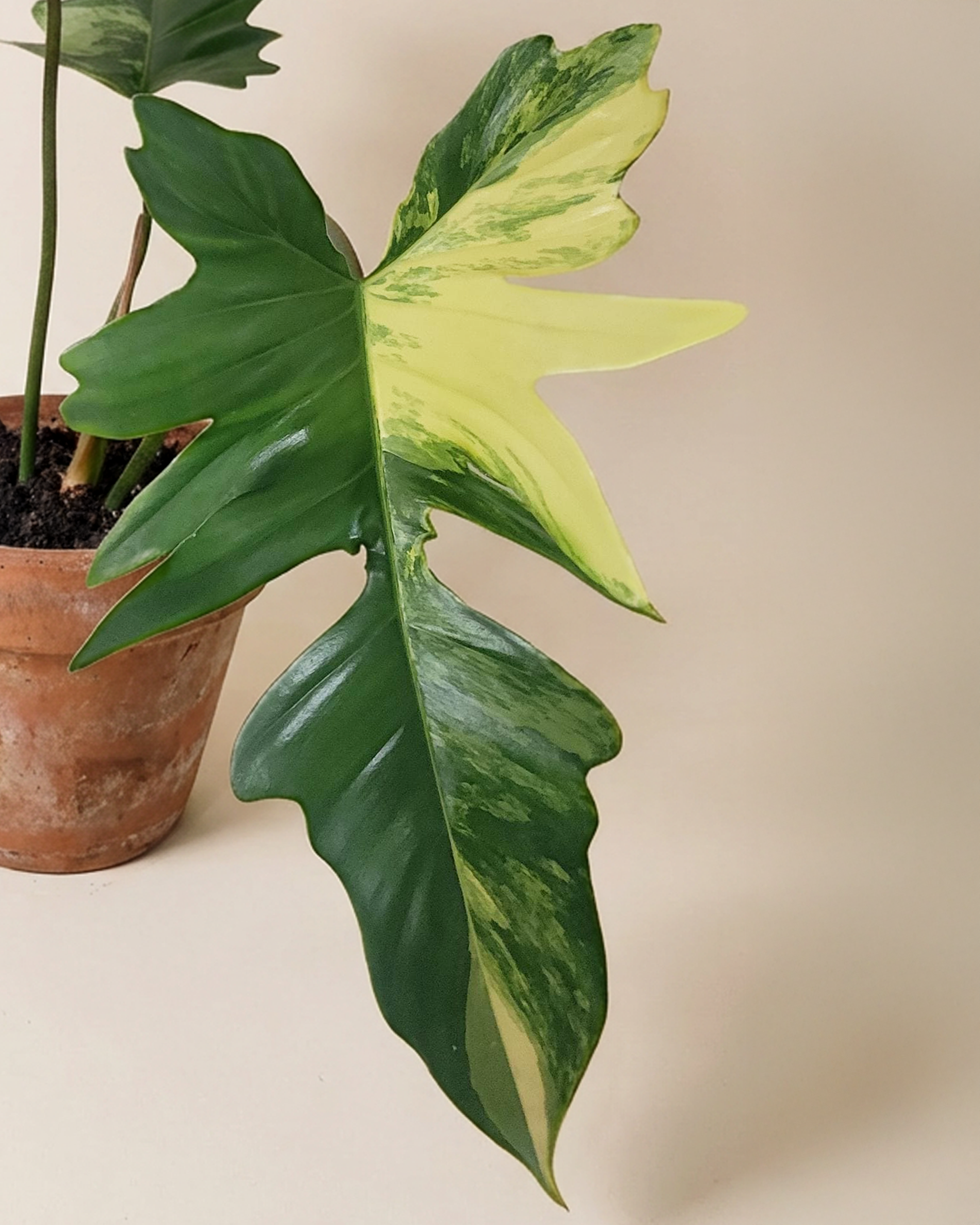 Philodendron FB x Mayoi فيلوديندرون فاريغيتد