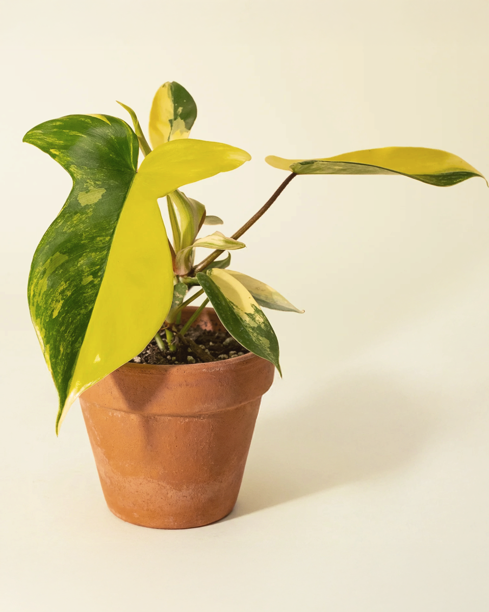 Philodendron Florida Beauty فيلوديندرون فلوريدا بيوتي