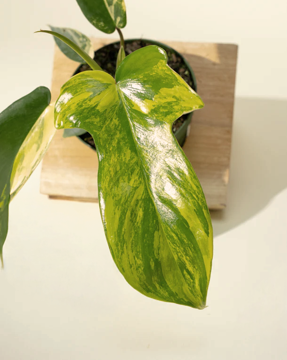Philodendron Florida Beauty فيلوديندرون فلوريدا بيوتي