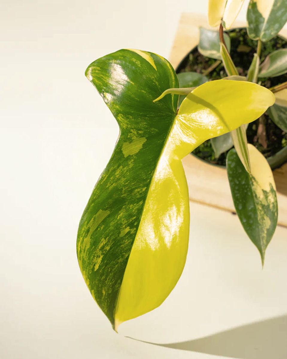 Philodendron Florida Beauty فيلوديندرون فلوريدا بيوتي