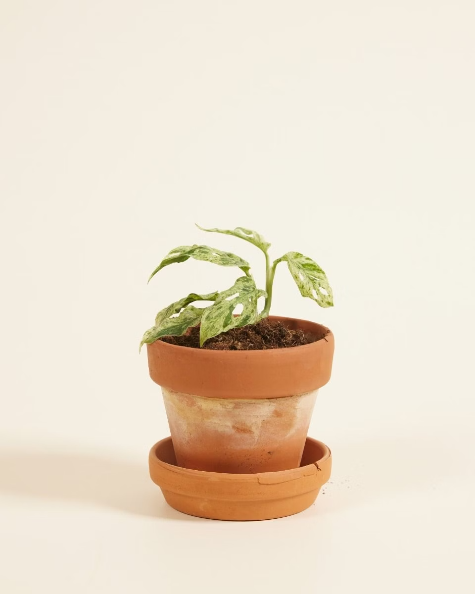 Baby Monstera Frozen Freckles مونستيرا أدونسي