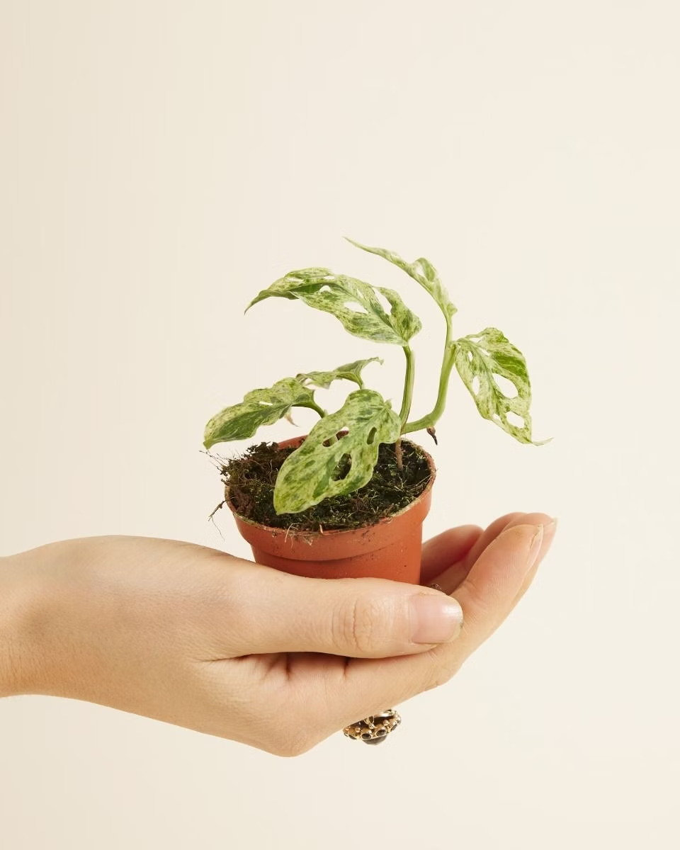 Baby Monstera Frozen Freckles مونستيرا أدونسي