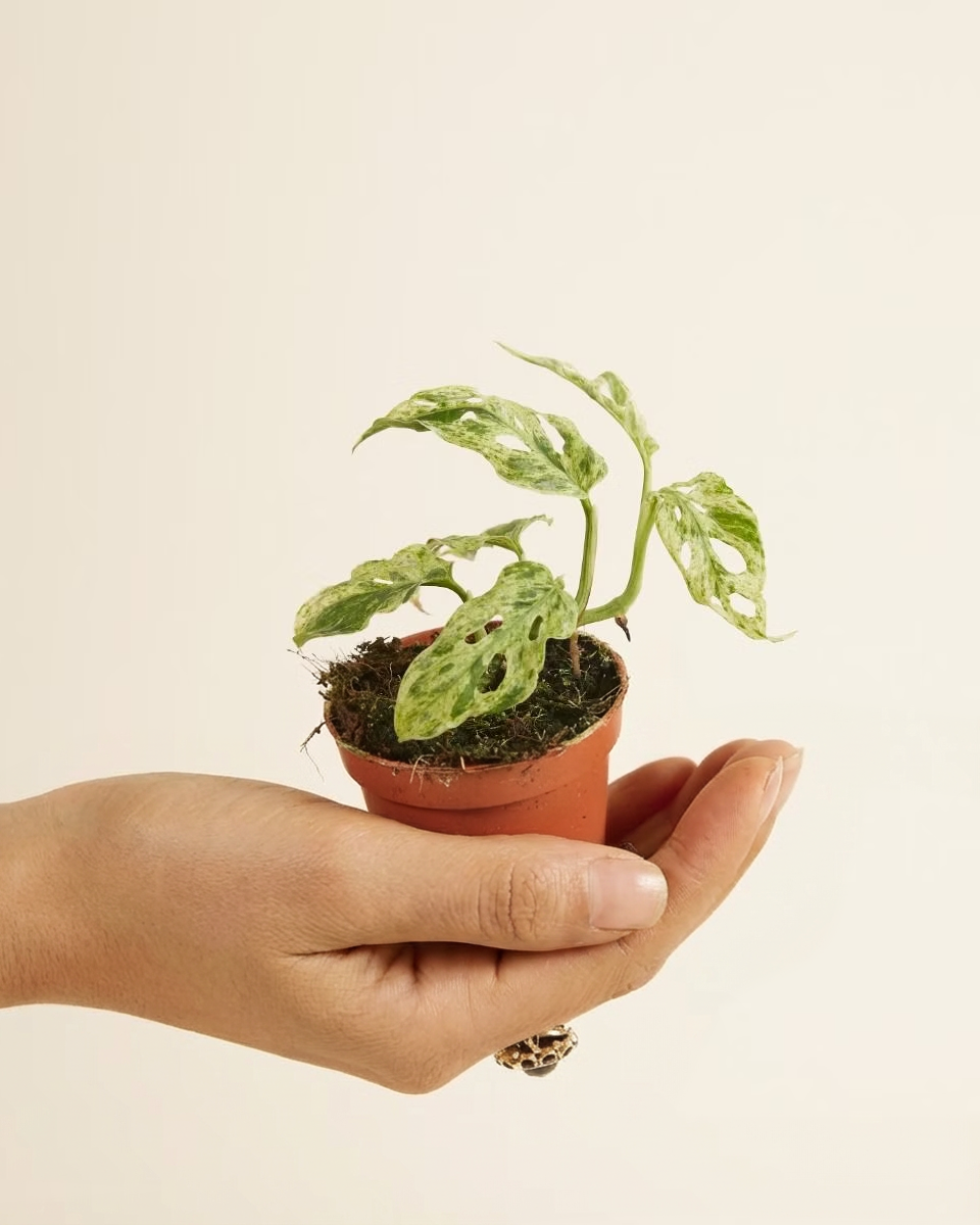 Baby Monstera Frozen Freckles مونستيرا أدونسي