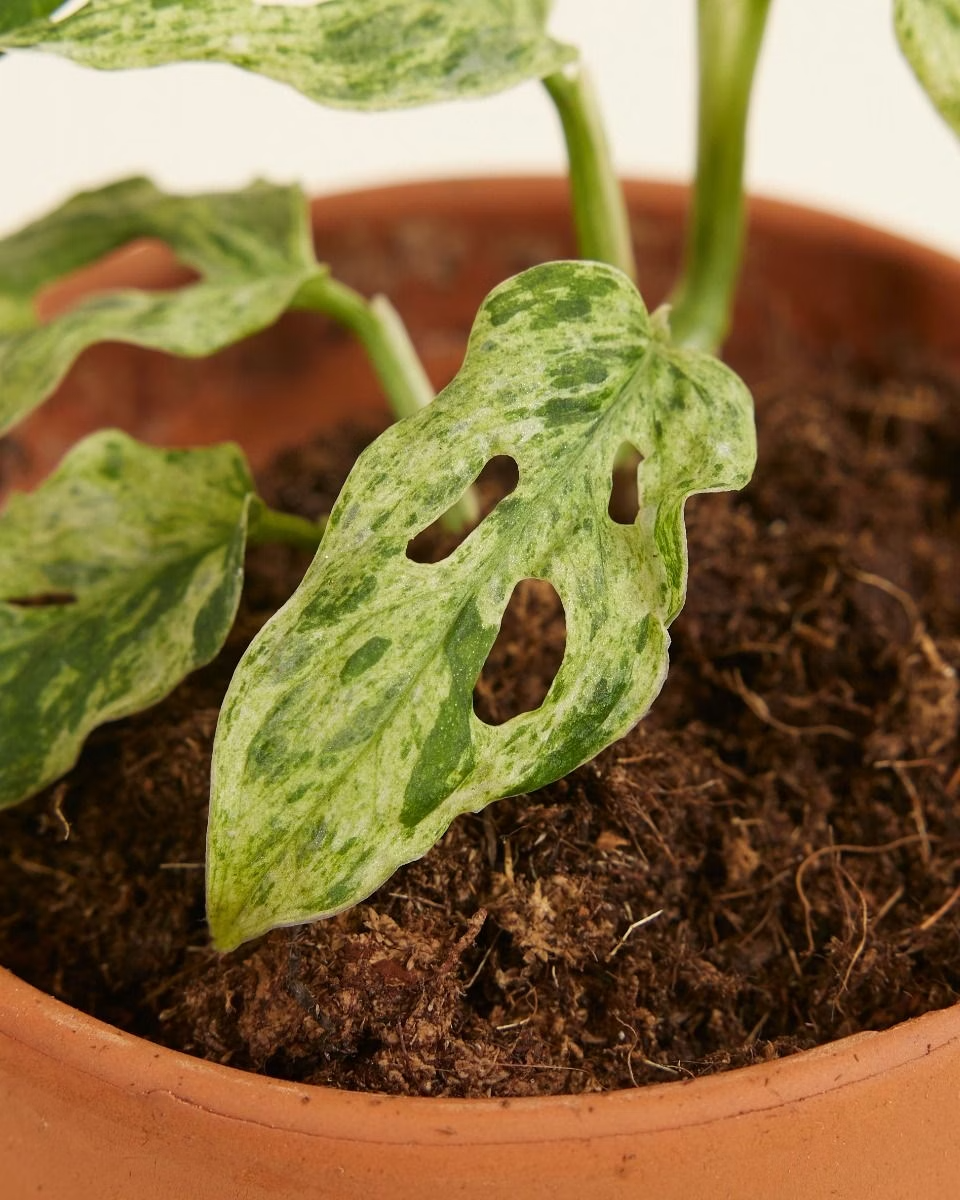 Baby Monstera Frozen Freckles مونستيرا أدونسي