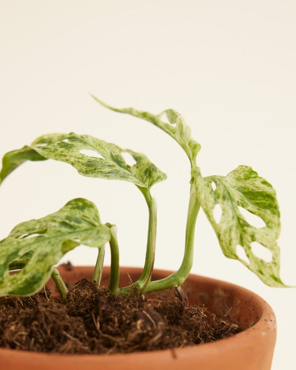 Baby Monstera Frozen Freckles مونستيرا أدونسي