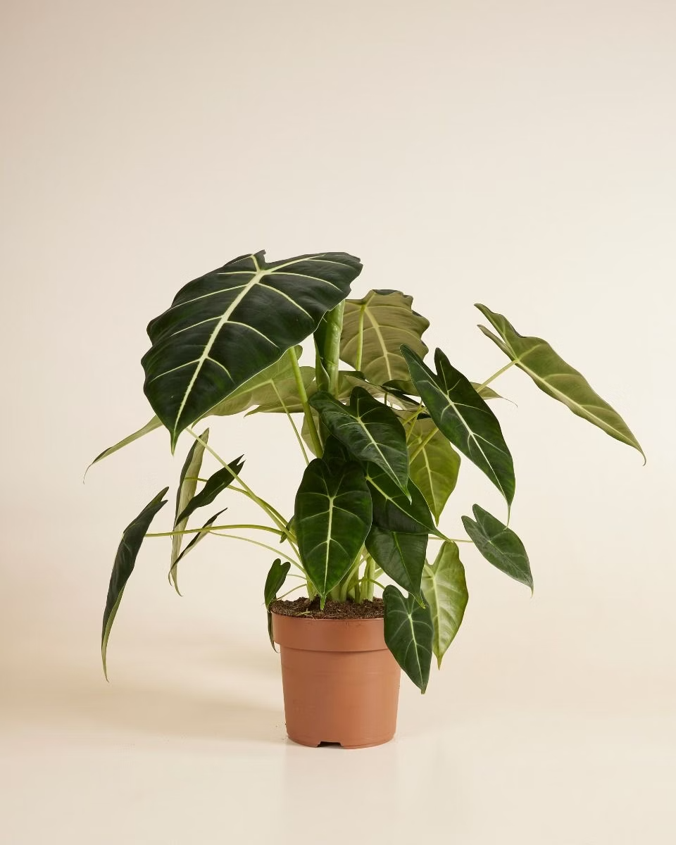 Alocasia Frydek ألوكاسيا فريدك