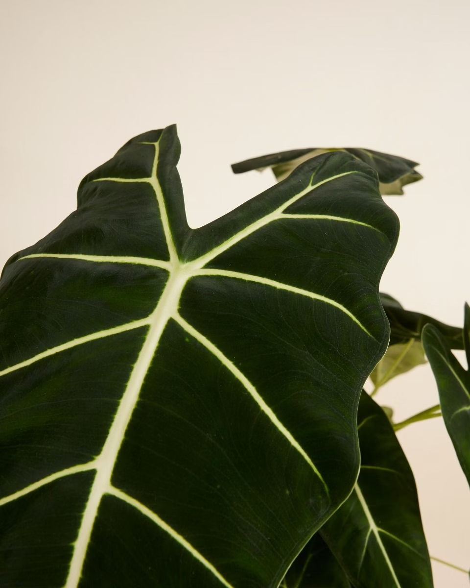 Alocasia Frydek ألوكاسيا فريدك