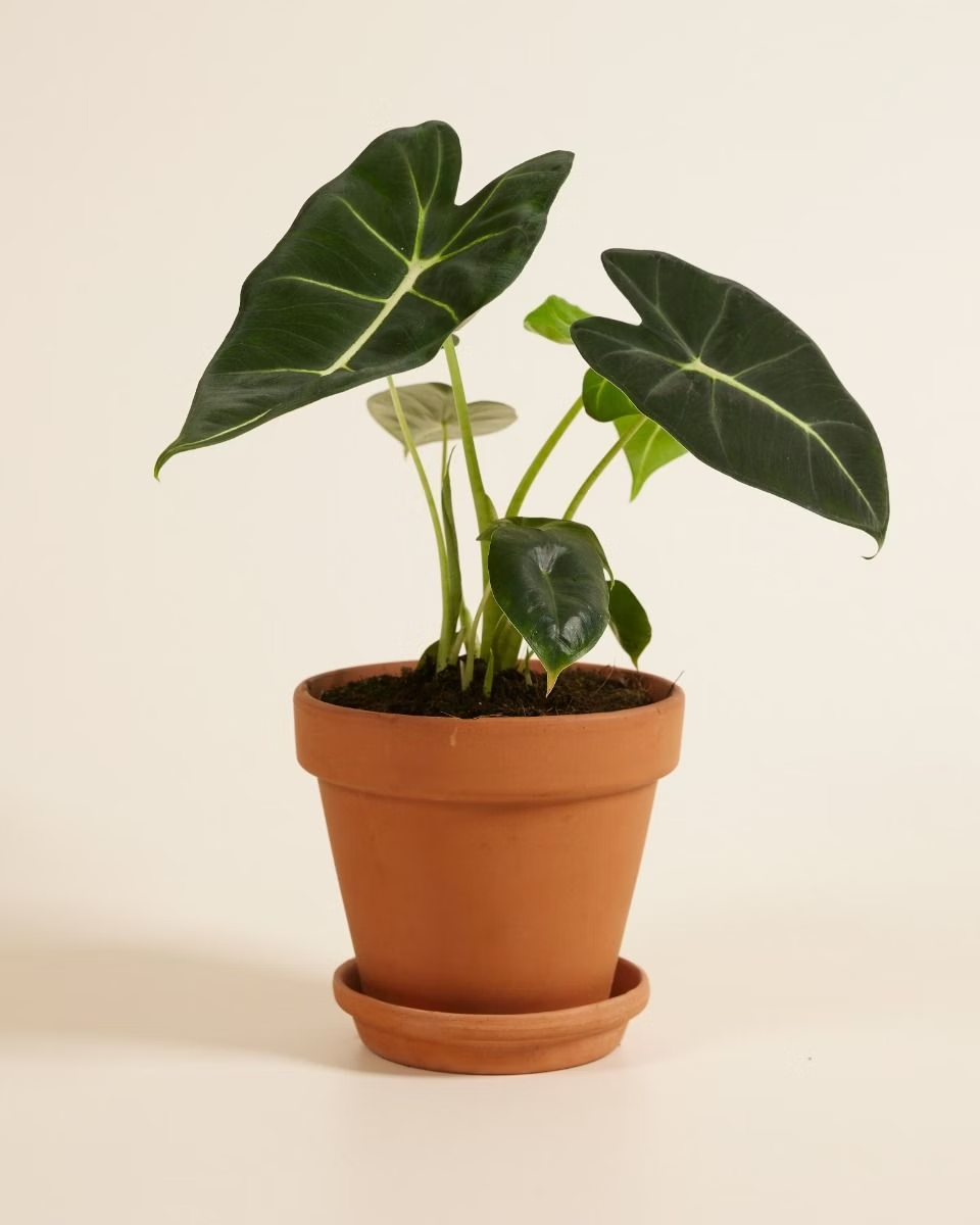 بيبي ألوكاسيا فرايدِك (أذن الفيل)